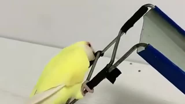 Funny Bird is hooked on ladders and slides