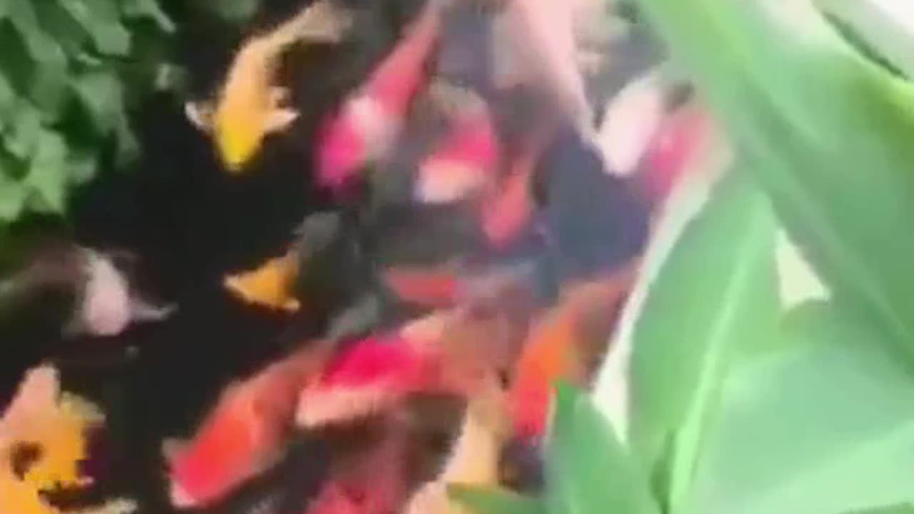 जापान