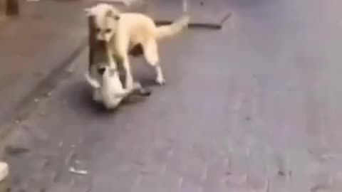 Funny animals video