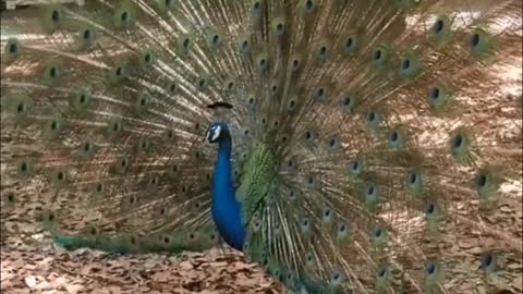 PEACOCK Dance Display and Bird Sounds