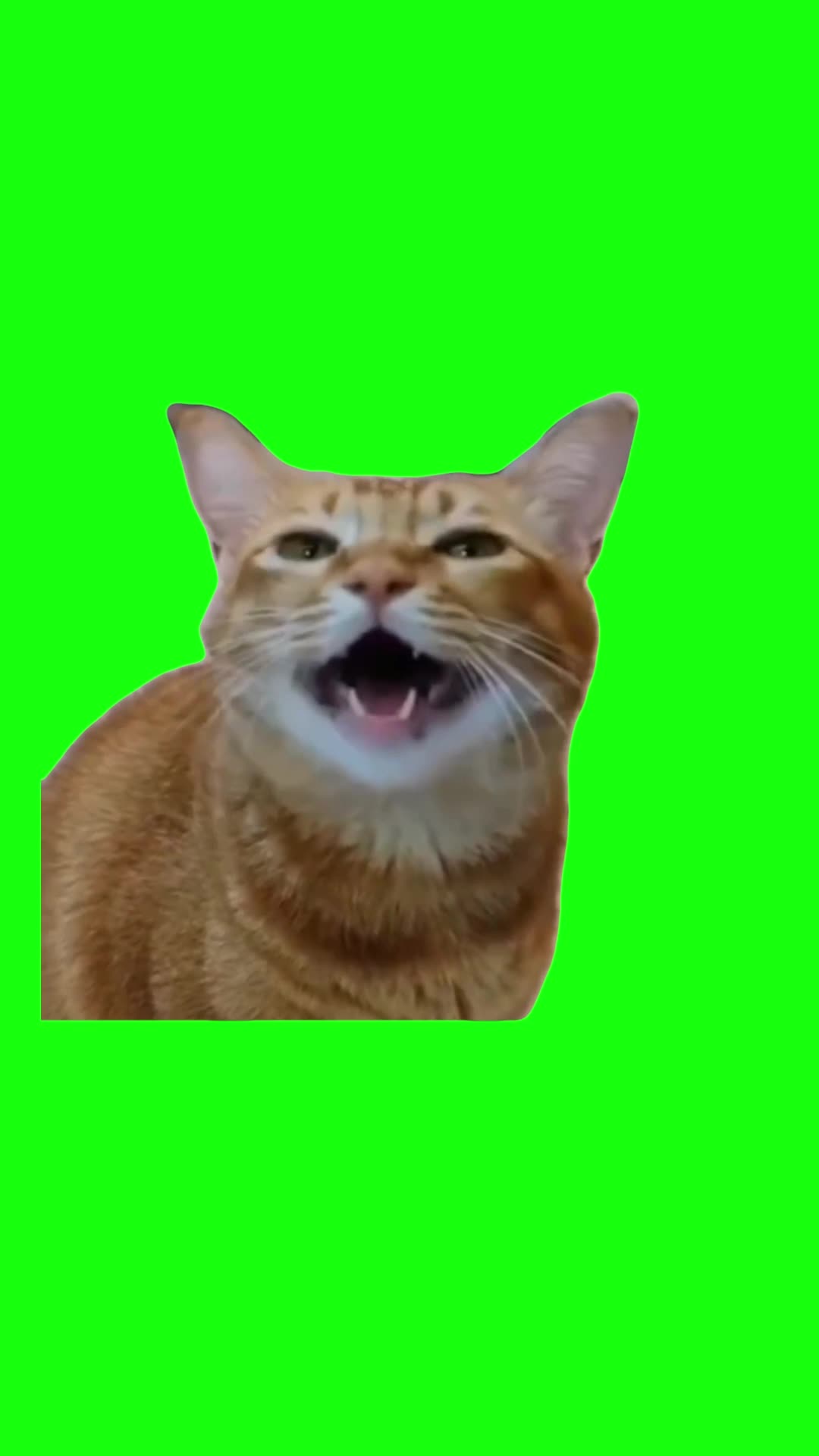 Cat Singing Meme | Green Screen