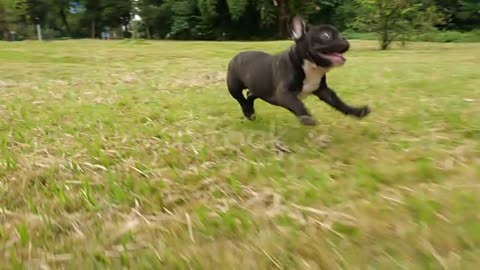 Black French Bulldog puppy running outdoor, 4k