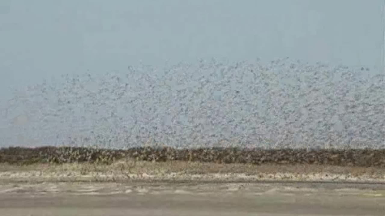 Brid in Marina beach in Chennai