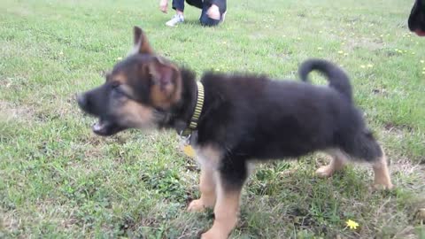 German Shepherd Puppy Barking