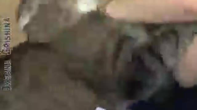 Tingkah binatang yang imut dan kocak habiss bikin ngakak