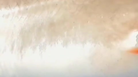 This is a beautiful and charming water-dwelling species