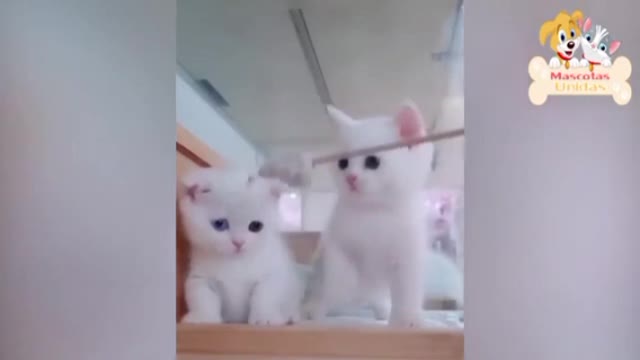 Best of cute kittens