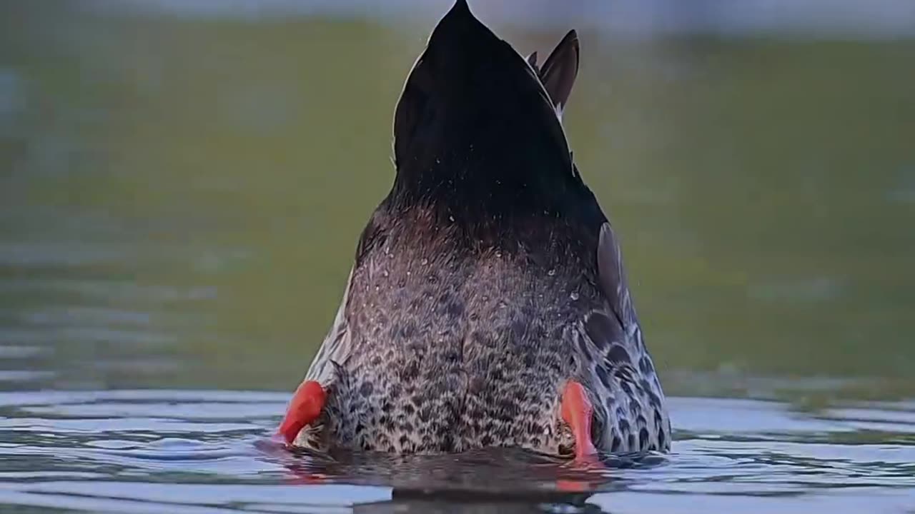 Duck in open nature