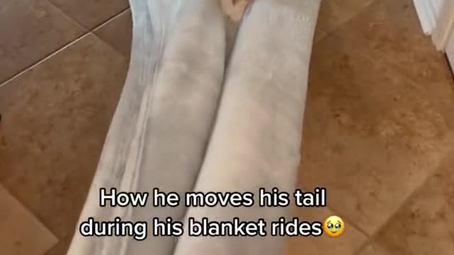 He likes to be taken all over the house like this😆 #cat #fyp #catsoftiktok #cutecats #funnycats