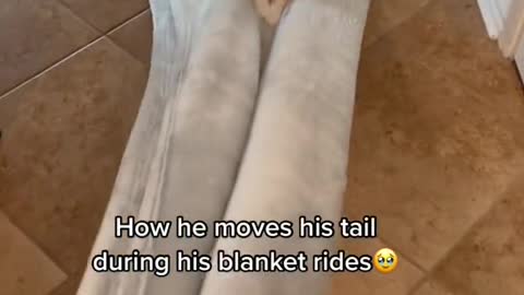 He likes to be taken all over the house like this😆 #cat #fyp #catsoftiktok #cutecats #funnycats