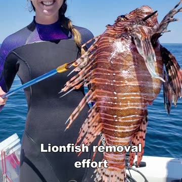 Lion Fish