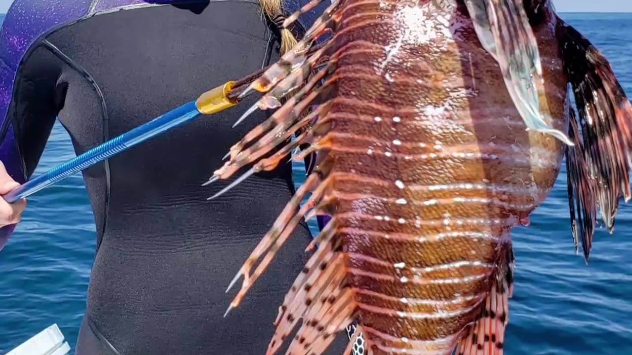 Lion Fish