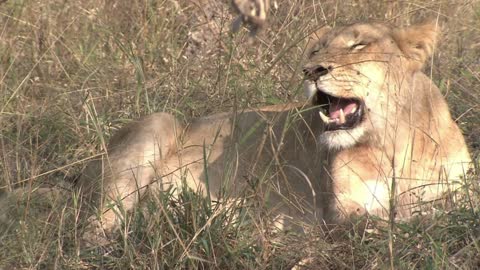 Zoom into a Lioness, female Lion (Panthera leo) lying in dry long grass panting to keep cool