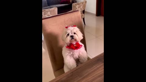 New Funny Pets 😂 Funniest Cats and Dogs Videos