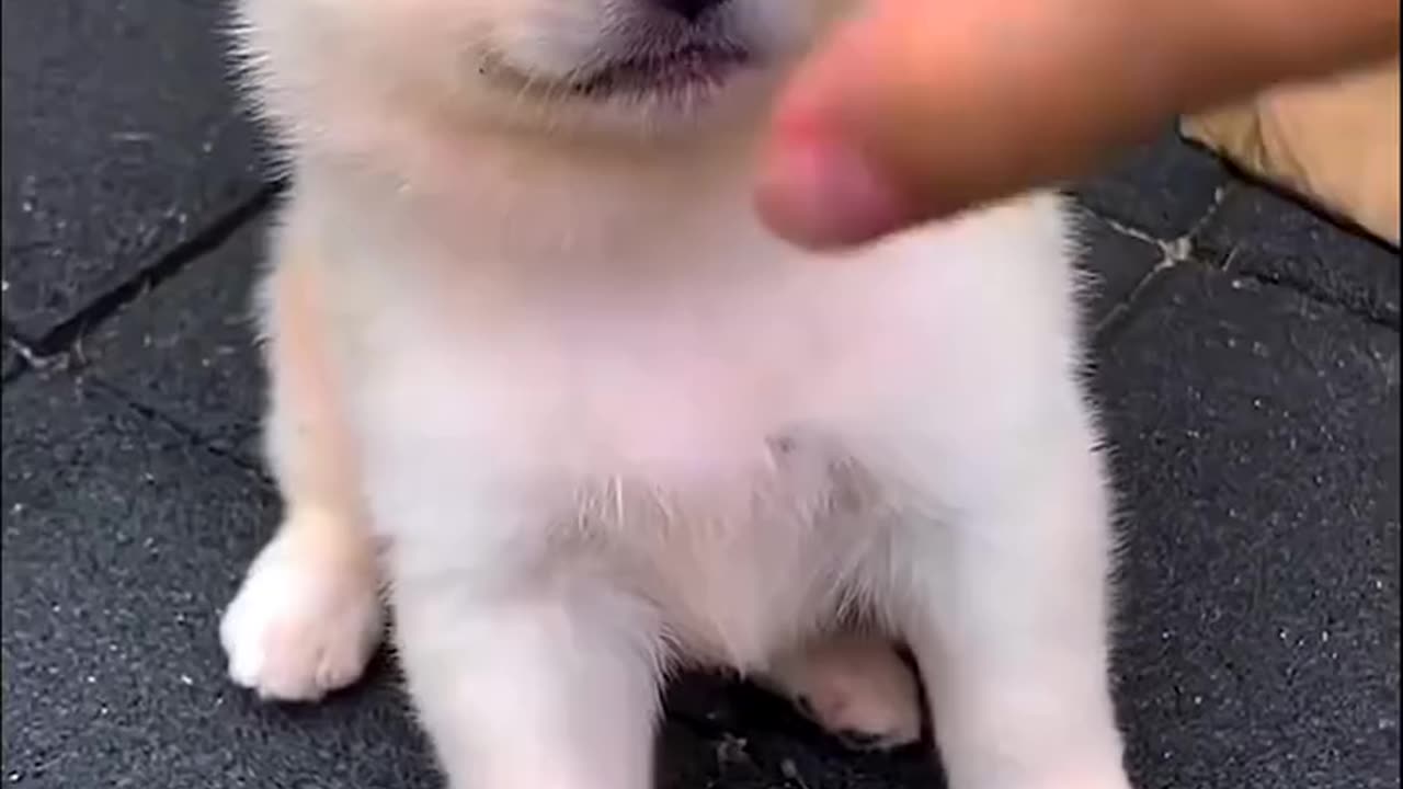 Adorable Puppy Playtime: Watch These Cuties in Action!"