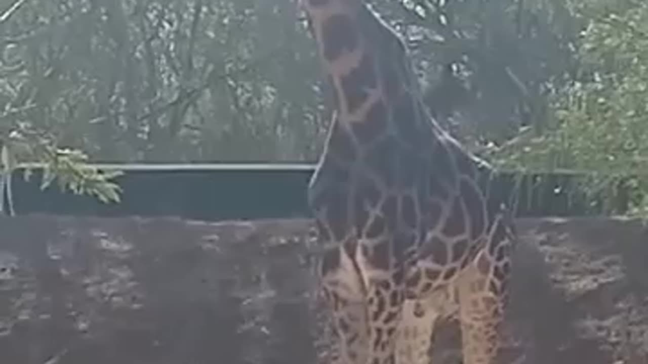 Giraffe