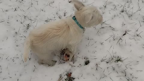 Mr. Finn Loves the Snow