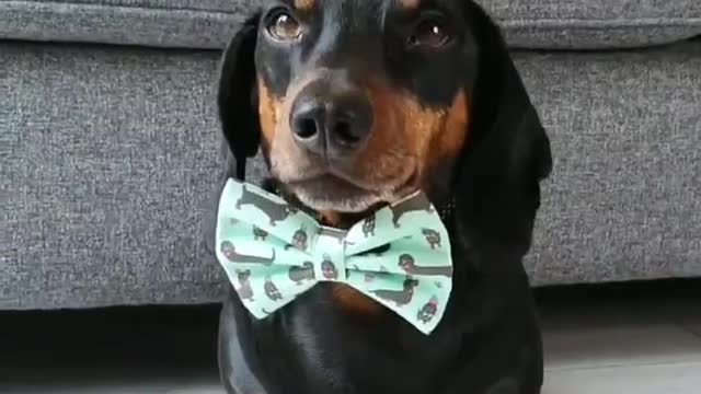 Dachshund Balances Stack of Crackers