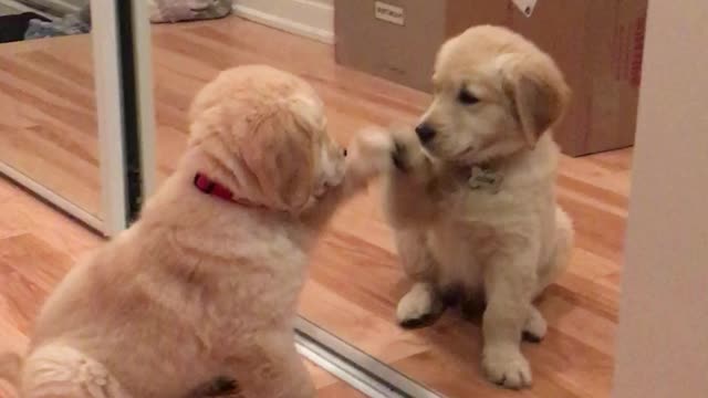 Puppy discovers the mirror for the first time