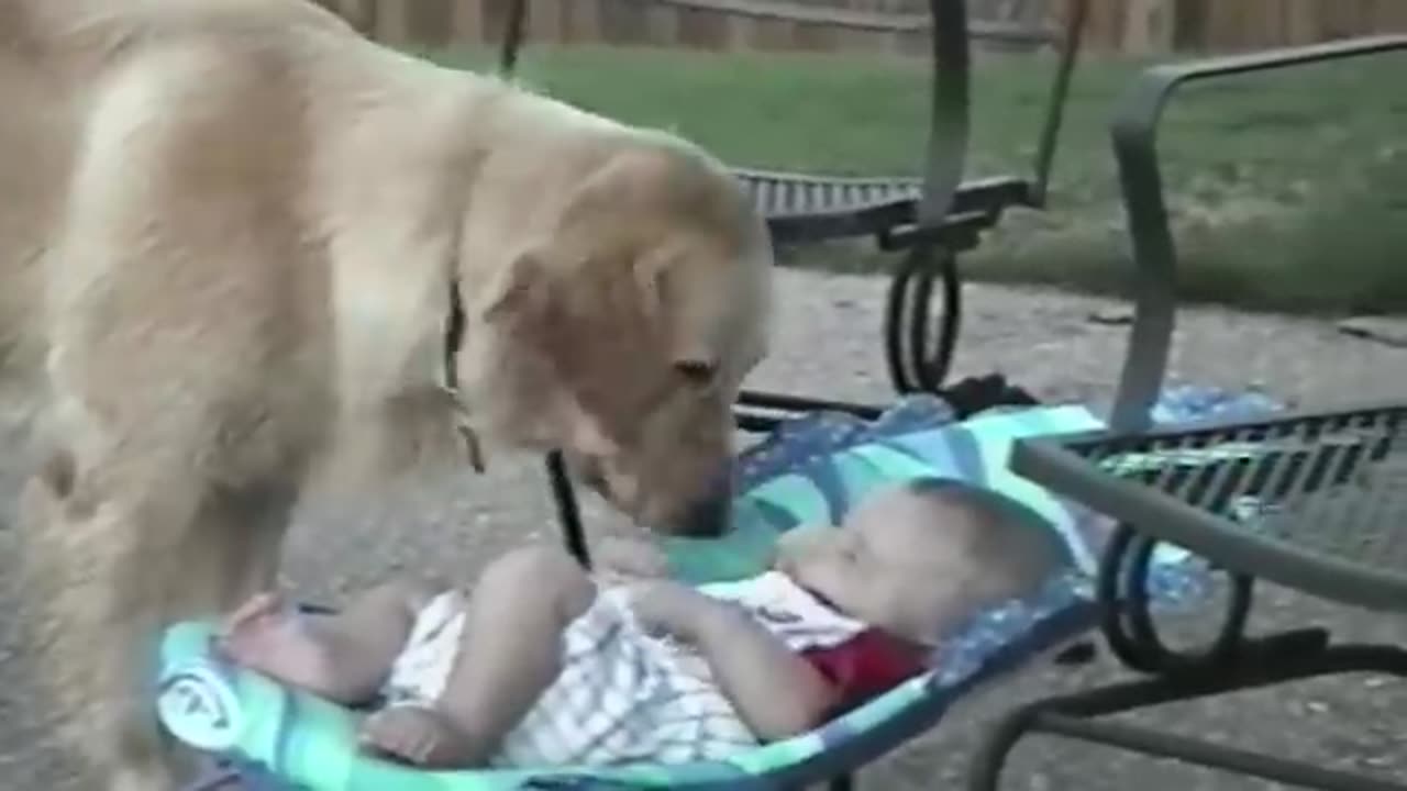 A dog playing with a small child