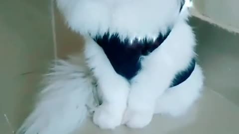 Beautiful Cats