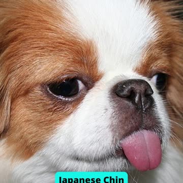 Top 10 Ugliest Dogs In The World Part 1