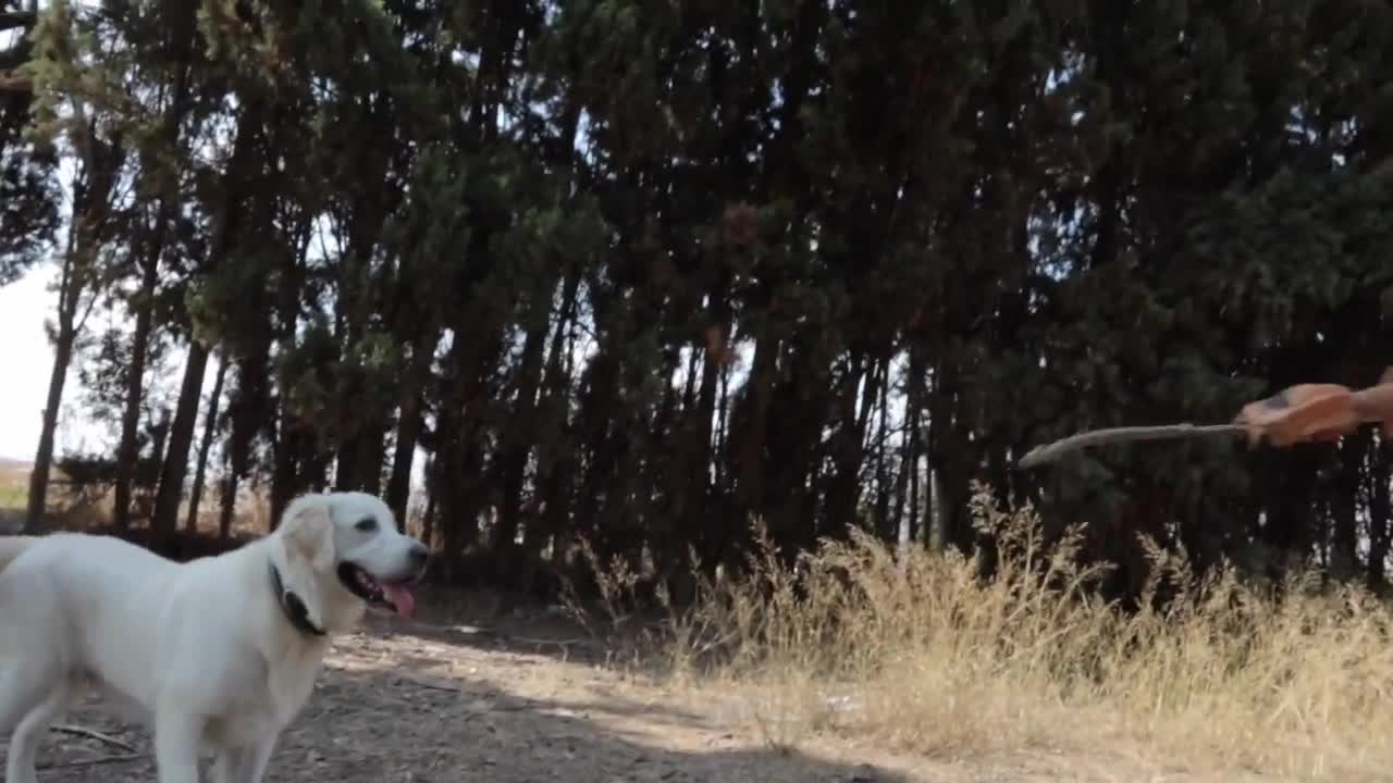 Golden Retriever Puppy Meets T-Rex for the First Time!