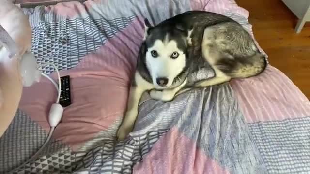 Sad Husky Can’t Find The Baby But Then Gets So Happy & Cuddles Her!!!! [CUTEST REACTION EVER!!!]