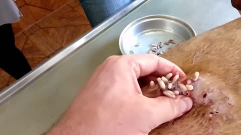 How to treat a dog with Mango Worms Infestation 😲