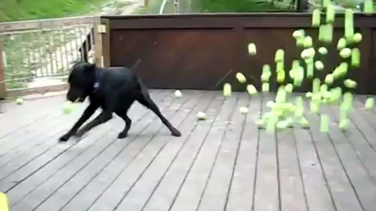 Dog Fan Of Tennis Balls Gets To Chase Them To His Heart's Content