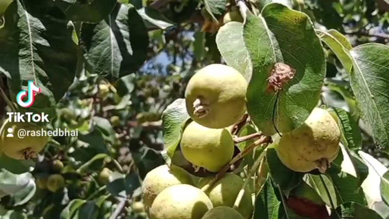 Pear