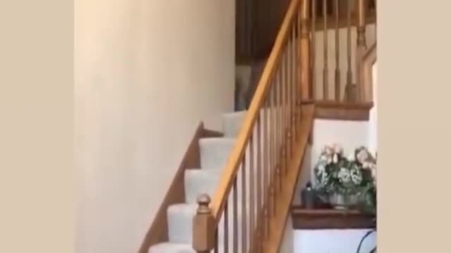 Cachorro brincando com seu dono