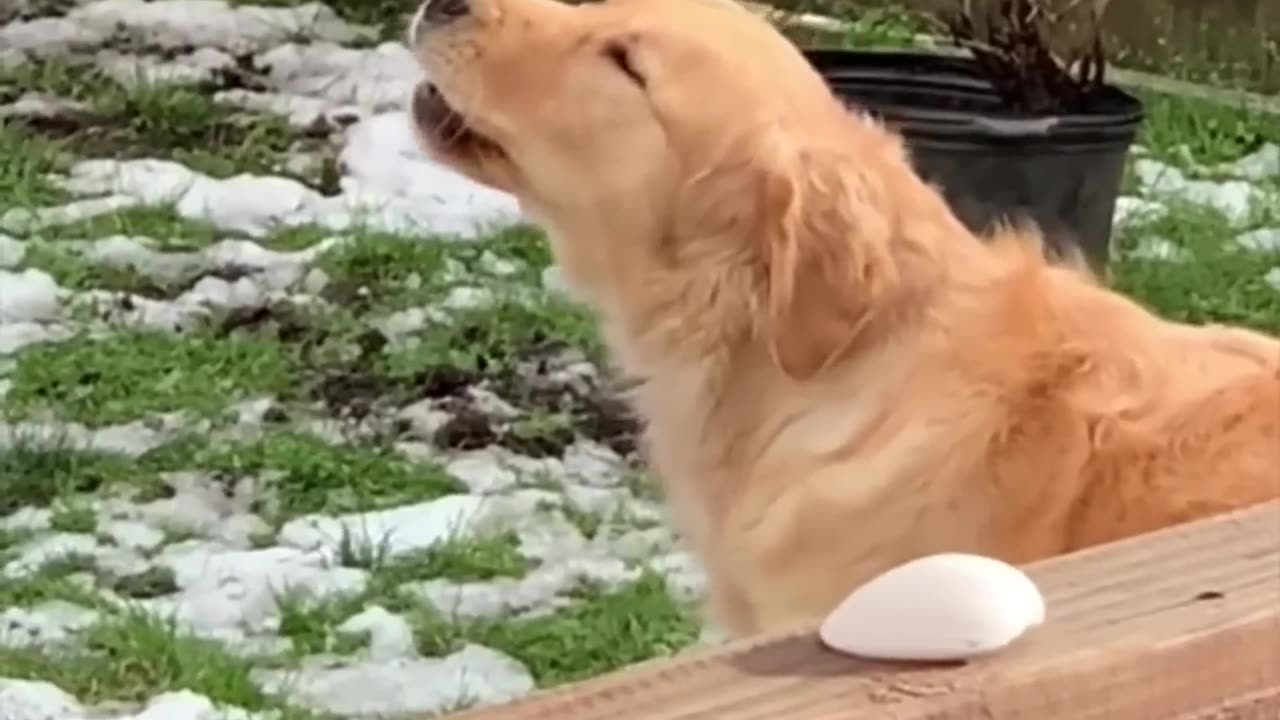Funny animals Funny cats dogs Funny animal videos part2