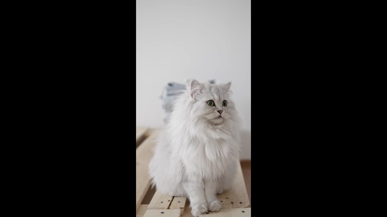 LOL Alert: Most Entertaining Funny Pet Animal Video Ever!