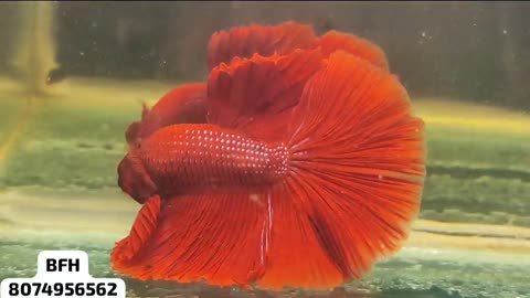 Omg I'm in love with this betta