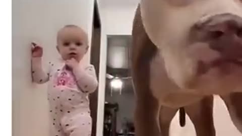 Funny cut dogs daily look amazing