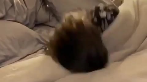 Funniest cat video