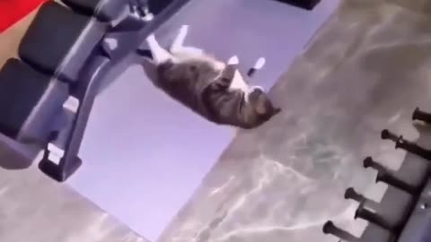 when by accident my cat enters the world of fitness