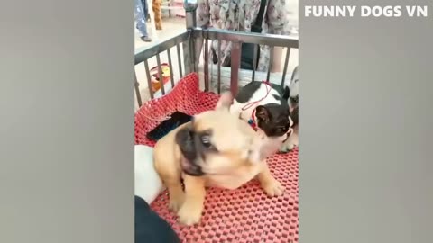 Funniest Animals Videos 2023 😍 Funniest Dogs And Cats 🐱🐶