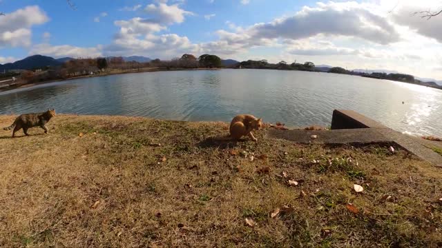 A tea tiger cat and a Bengal cat drink water from the pond and return to the waterway