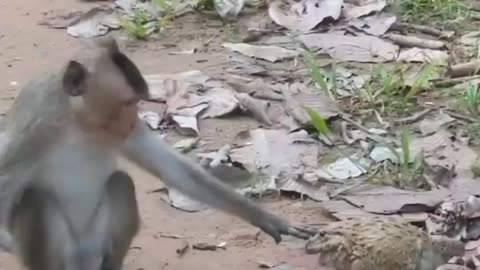 Monkey Vs Dj Frog🤣😂#shorts #viral #funny