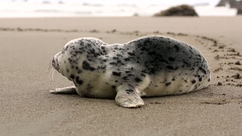 CUTEST SEAL