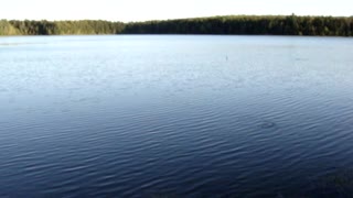 Frogs leaping for bugs in White Deer Lake