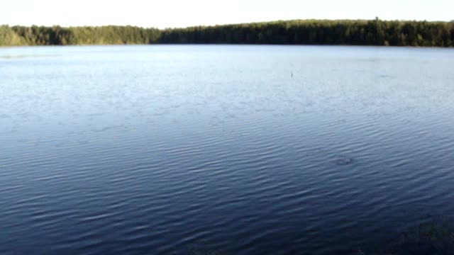 Frogs leaping for bugs in White Deer Lake