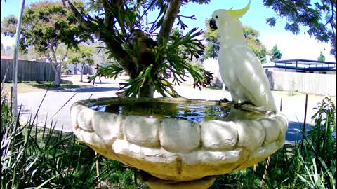 cute parrot try to drink the water | Funny BIRDS & PARROTS