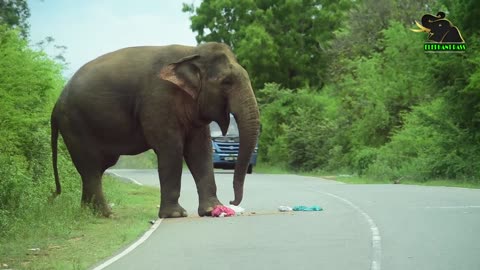 The fiercest elephant in the forest comes on the road and attacks a bus....