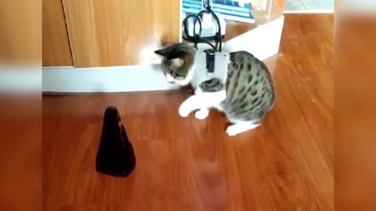 Cat Playing