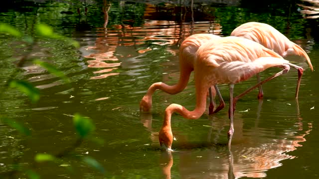 Flamingo