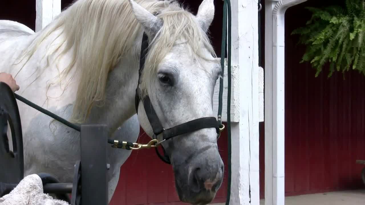 White Horse with Dripping Mouth