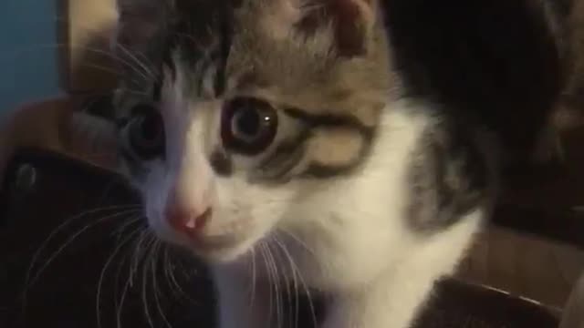My cute cat